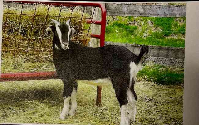 Rare Arapawa Goats