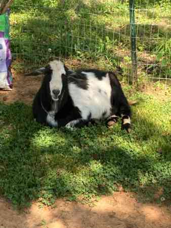 Nigerian Dwarf/Nubian Buck